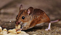 24 Hour & Emergency Exterminators in Curranville, KS